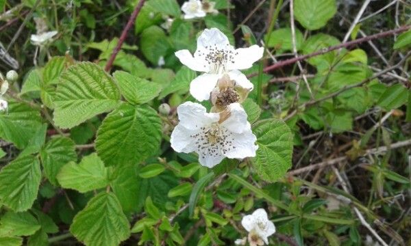 European dewberry