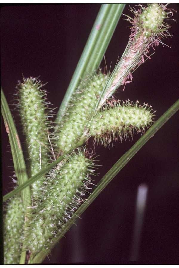 Taken Jan 1, 1900 by EOL − USDA NRCS Wetland Science Institute. (public)