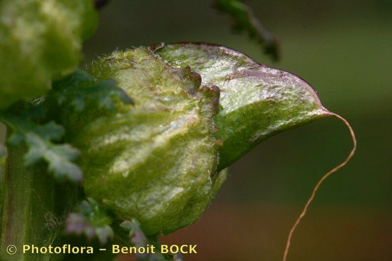 Taken Jul 15, 2007 by Photoflora - Benoit BOCK (©)