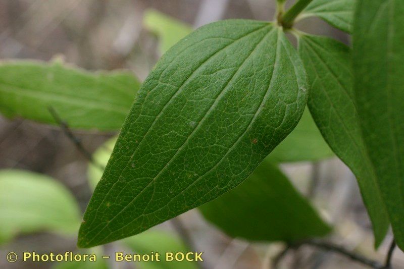 Taken Jul 15, 2005 by Photoflora - Benoit BOCK (©)