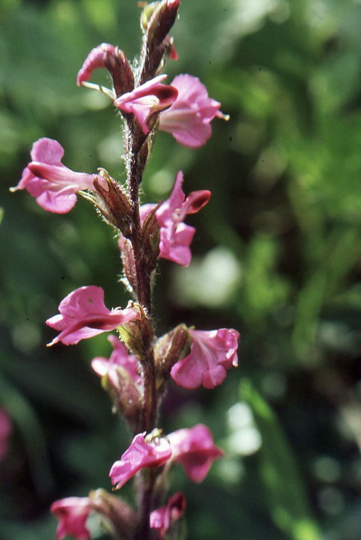 Taken Jul 2, 2004 by Tela Botanica − Liliane ROUBAUDI (cc-by-sa)