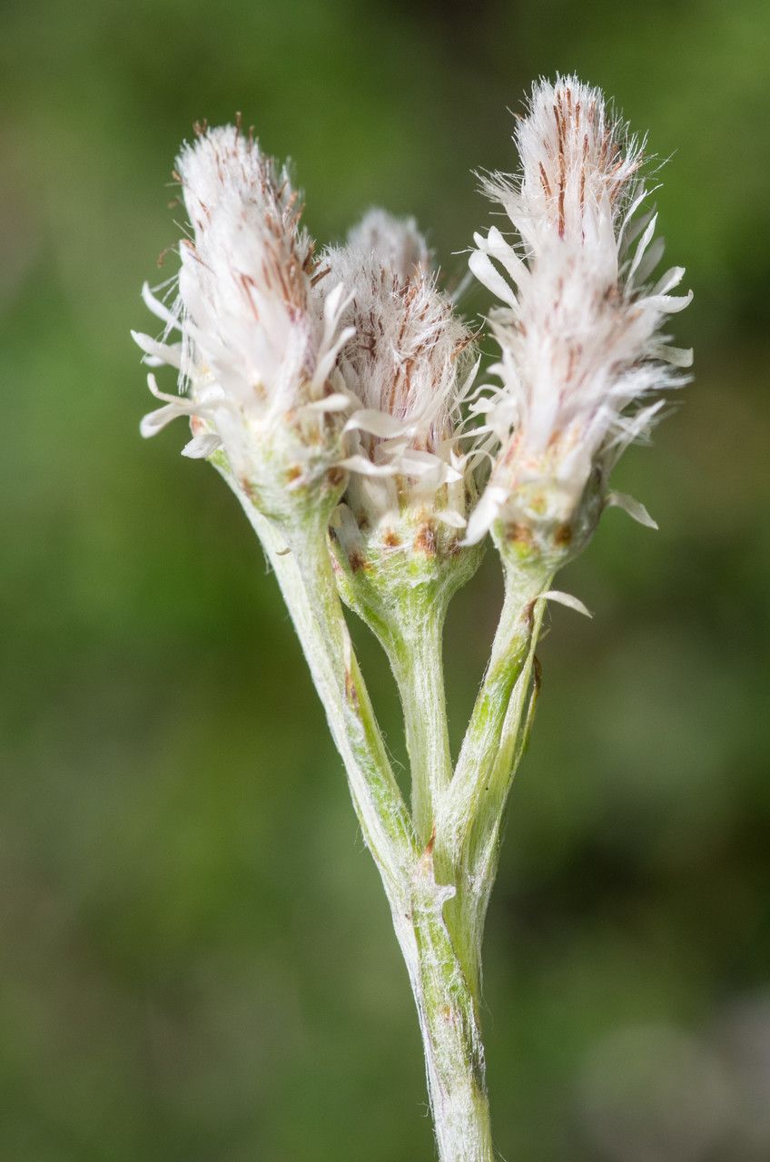 Taken Jul 13, 2012 by Tela Botanica − Jean-Jacques HOUDRÉ (cc-by-sa)