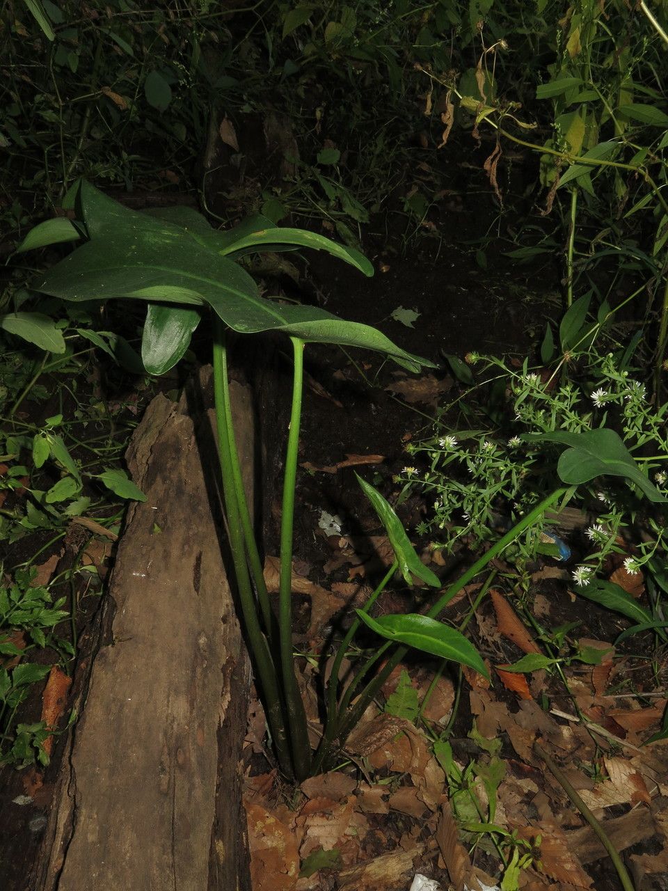 Plant Image 1