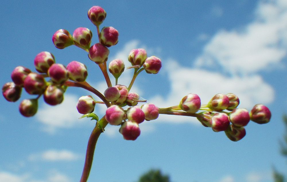 Taken Jun 3, 2013 by Tela Botanica − Liliane Roubaudi (cc-by-sa)