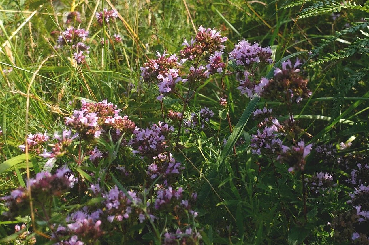 Wild marjoram