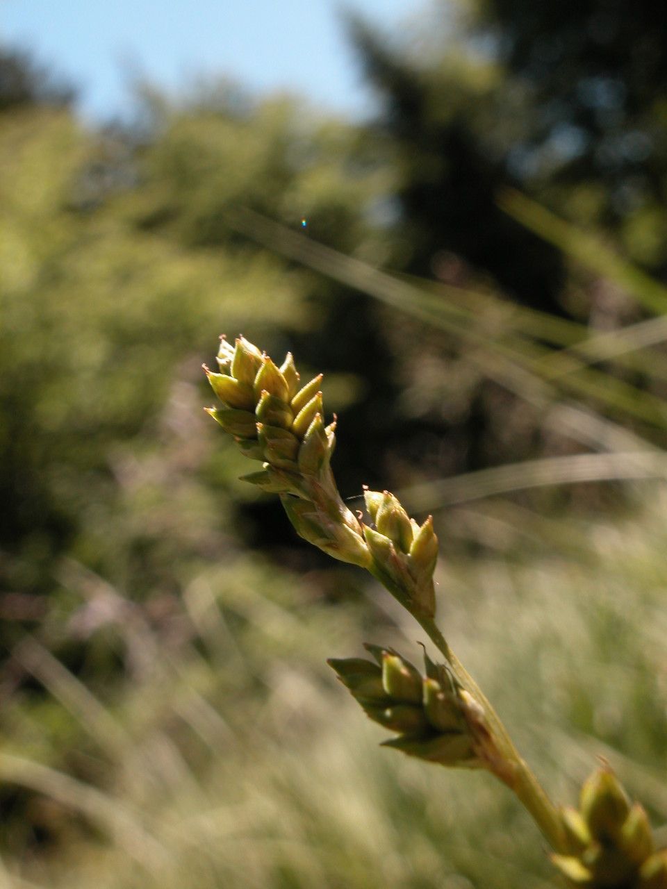 Taken Jun 30, 2006 by Tela Botanica − David GENOUD (cc-by-sa)