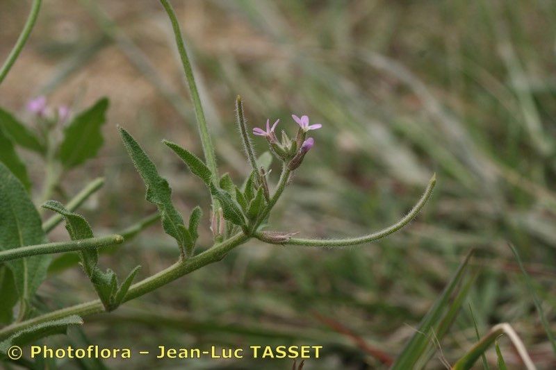 Taken Apr 15, 2007 by Photoflora - Jean-Luc TASSET (©)