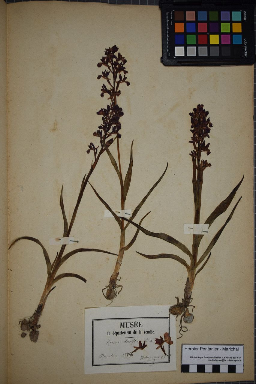 Taken Dec 31, 1874 by Tela Botanica − Herbier PONTARLIER-MARICHAL (cc-by-sa)