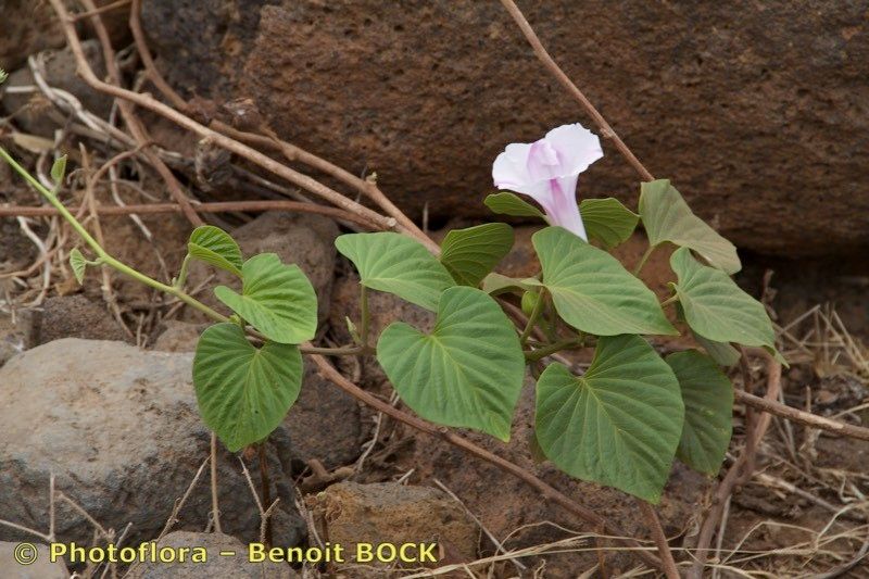 Taken Feb 15, 2017 by Photoflora - Benoit BOCK (©)