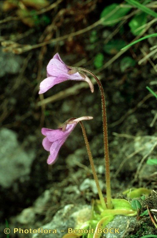 Taken Jul 15, 2002 by Photoflora - Benoit BOCK (©)