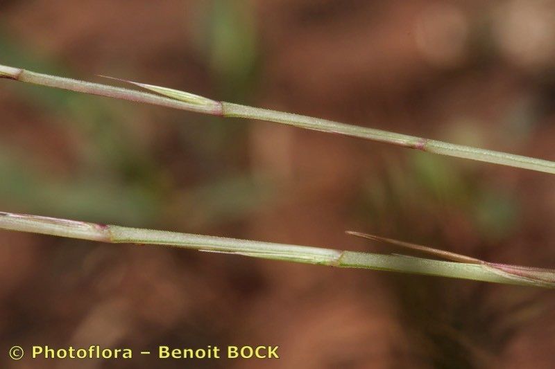 Taken May 15, 2018 by Photoflora - Benoit BOCK (©)