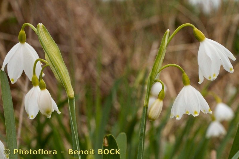 Taken Apr 15, 2012 by Photoflora - Benoit BOCK (©)