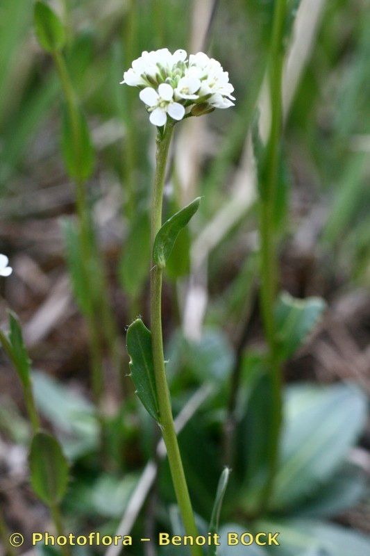 Taken May 15, 2007 by Photoflora - Benoit BOCK (©)