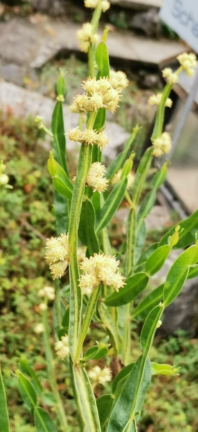 Baccharis genistelloides (Lam.) Pers., Carqueja (World flora) - Pl ...