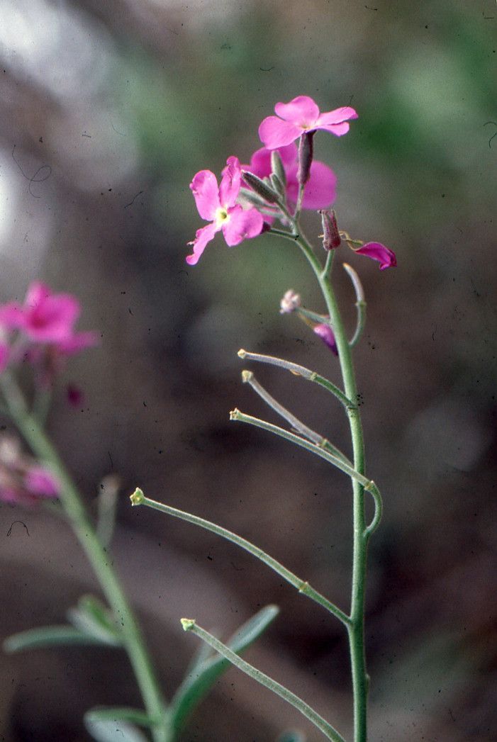 Taken May 10, 2000 by Tela Botanica − Liliane Roubaudi (cc-by-sa)