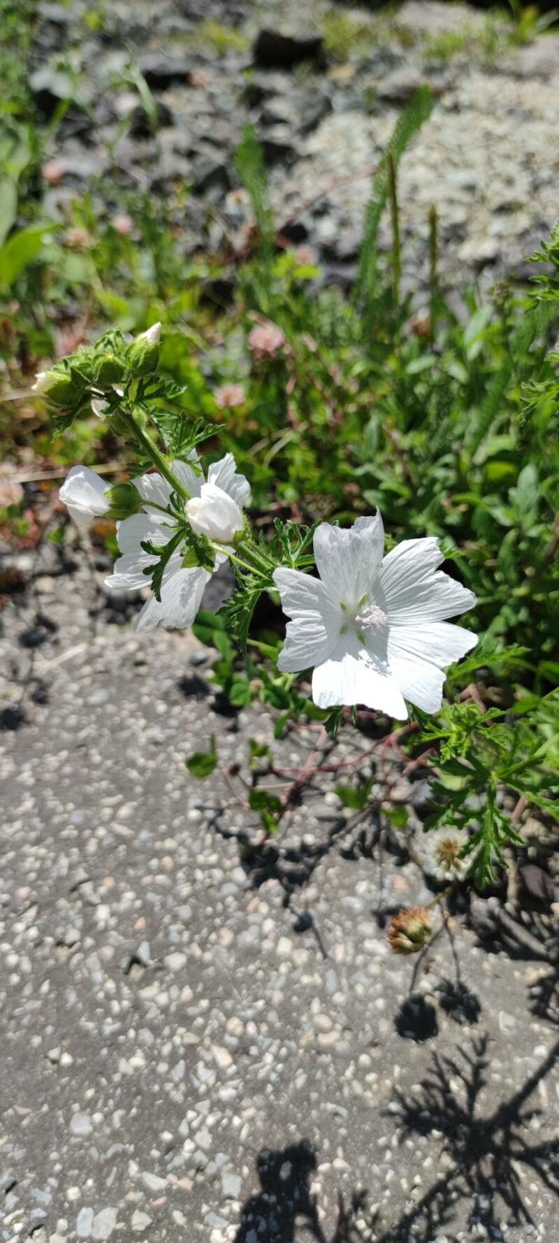 Observation: Malva alcea L. (Šustr Jiří Jul 5, 2023) Weeds - Pl@ntNet ...