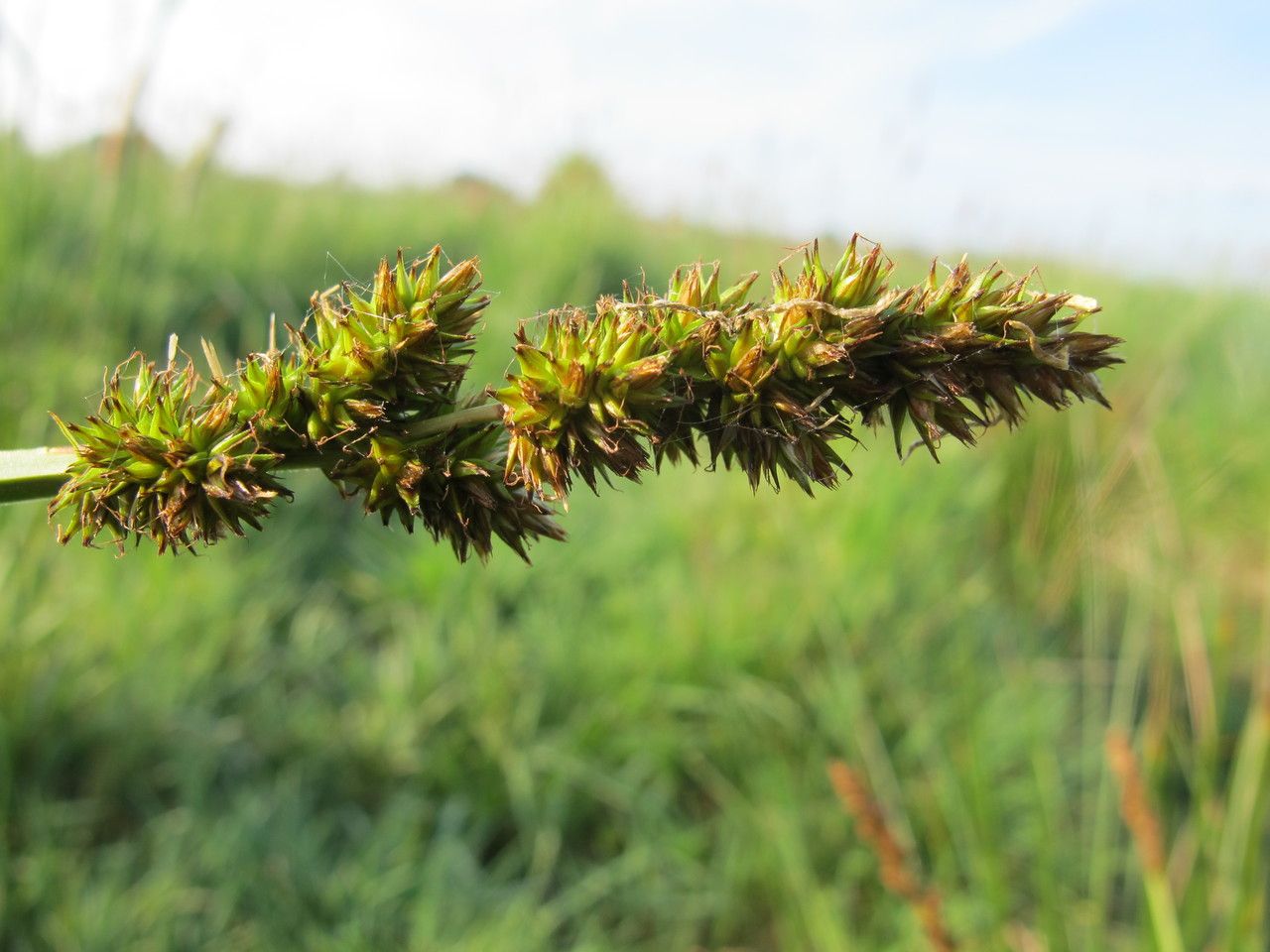 Taken May 7, 2011 by Tela Botanica − Hugues TINGUY (cc-by-sa)