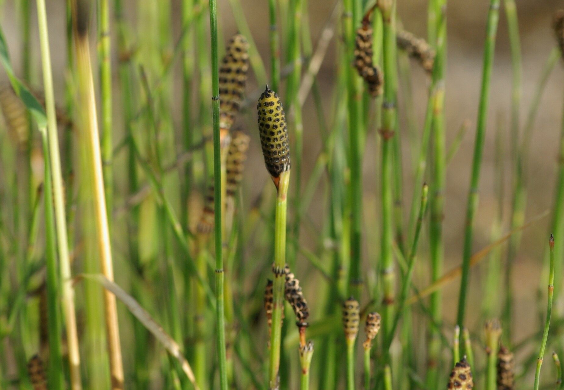 equisetum ramosissimum