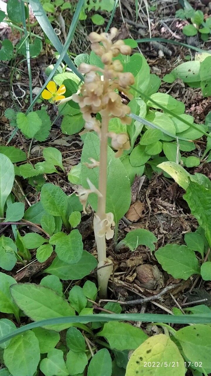 Bird's-nest orchid