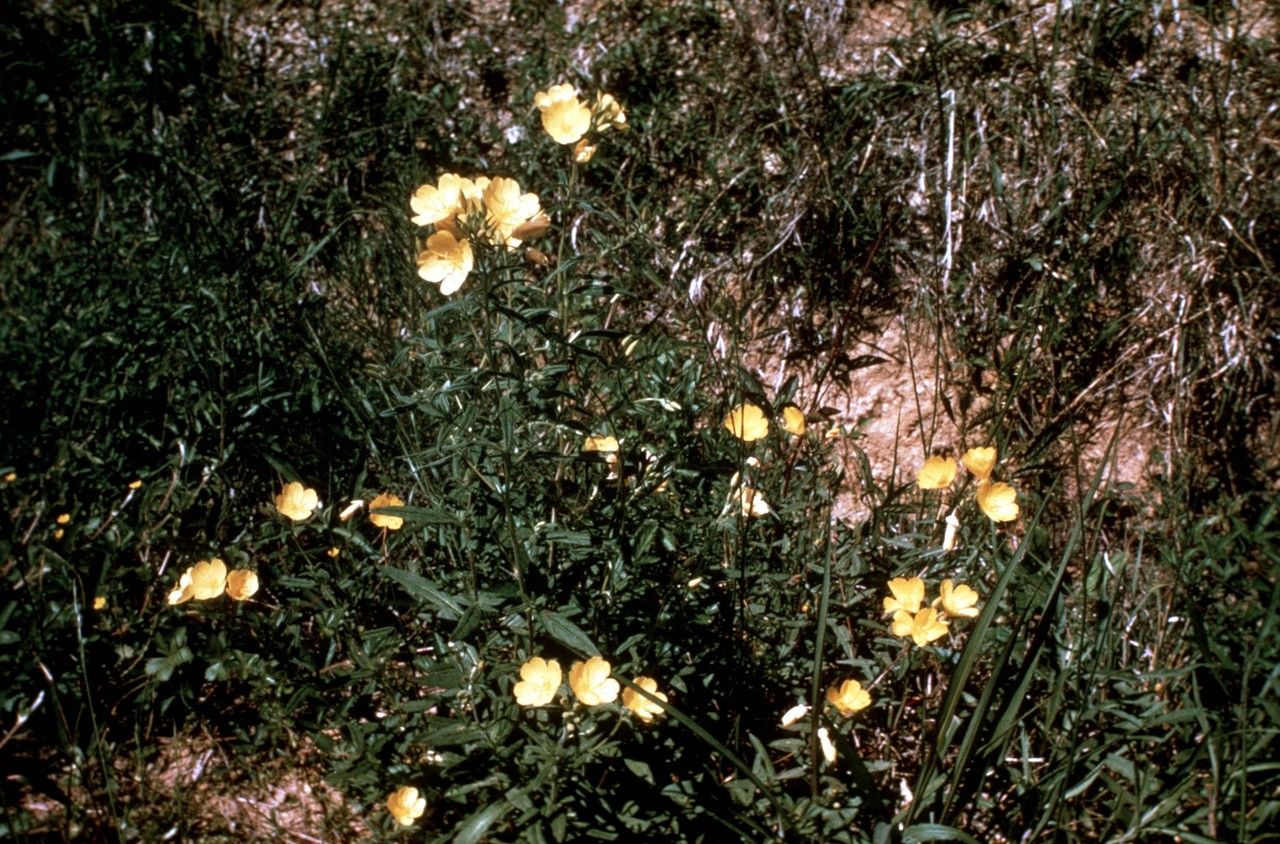 Taken Jan 1, 1900 by EOL − WVU Herbarium (cc-by-nc-sa)