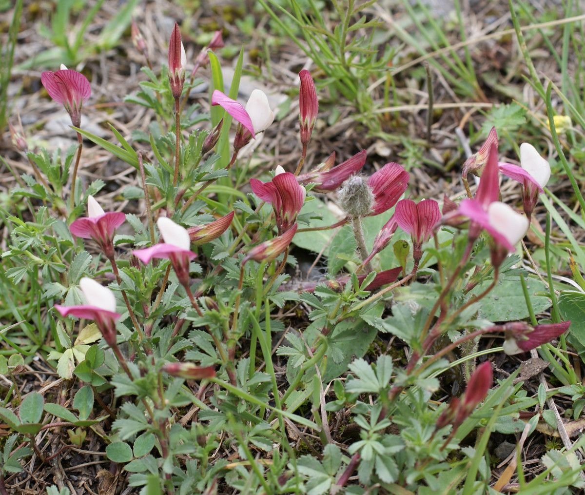 Taken Jul 8, 2014 by Tela Botanica − Liliane Roubaudi (cc-by-sa)