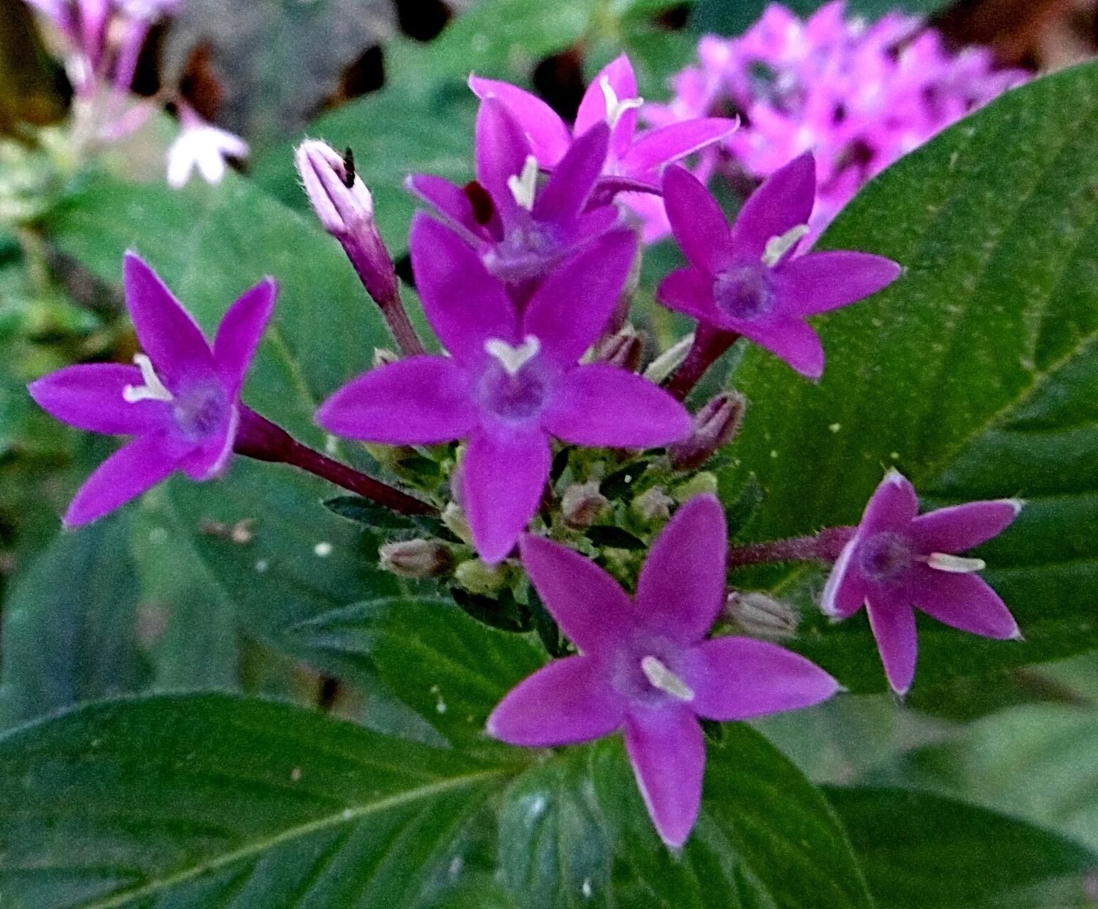 Pentas lanceolata deals