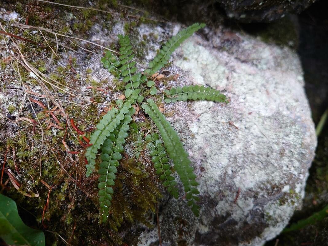 Green spleenwort