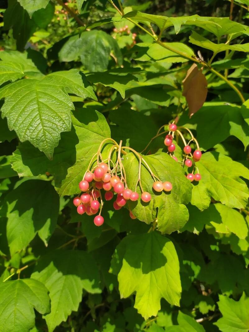 Observation Viburnum trilobum Marshall Michele Maffucci Aug 6