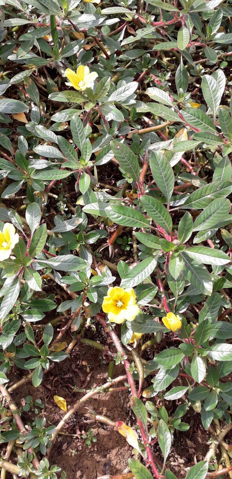 Ludwigia peploides