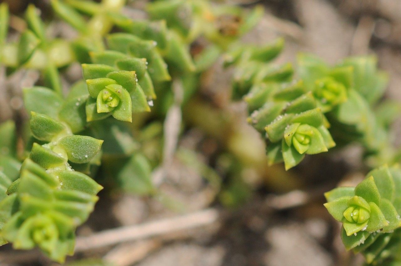 Taken Aug 14, 2014 by Tela Botanica − Françoise CARLE (cc-by-sa)