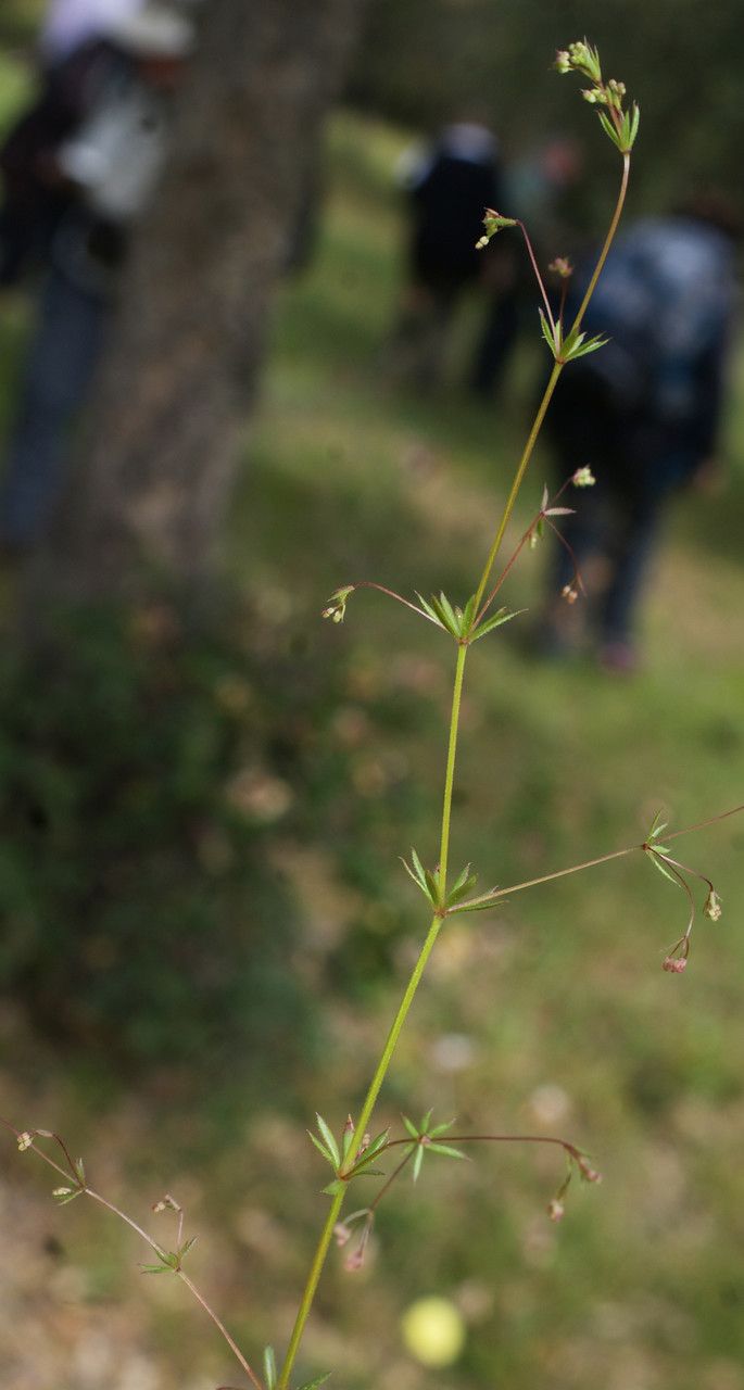 Taken May 8, 2016 by Tela Botanica − Liliane ROUBAUDI (cc-by-sa)