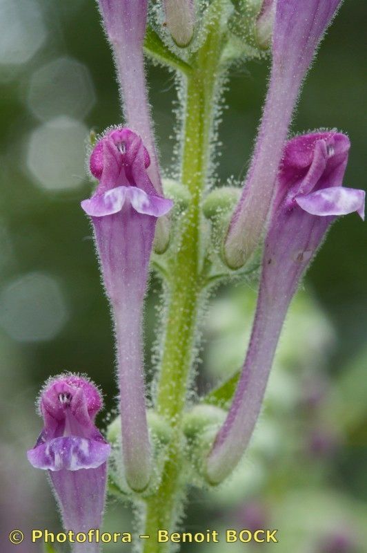 Taken Aug 15, 2012 by Photoflora - Benoit BOCK (©)