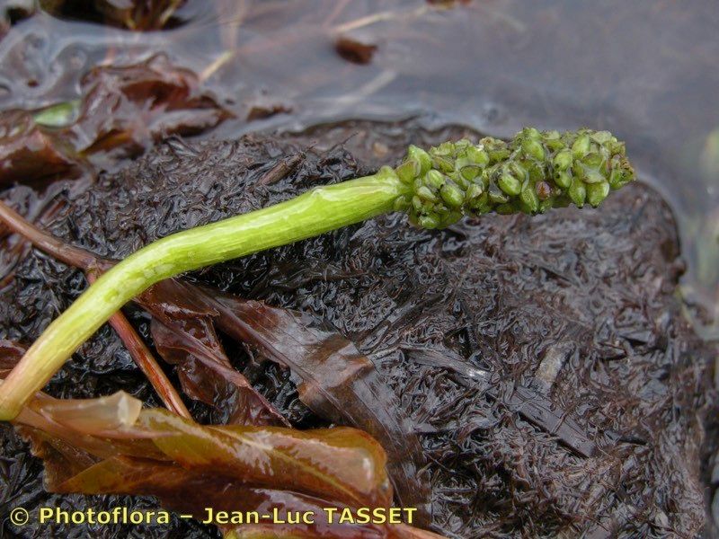 Taken Aug 15, 2003 by Photoflora - Jean-Luc TASSET (©)