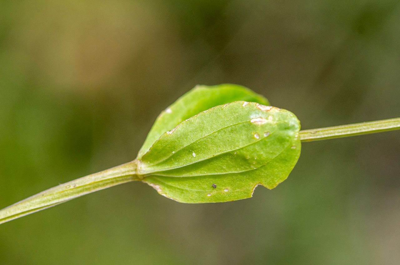 Taken Jun 26, 2014 by Tela Botanica − Jean-Jacques HOUDRÉ (cc-by-sa)