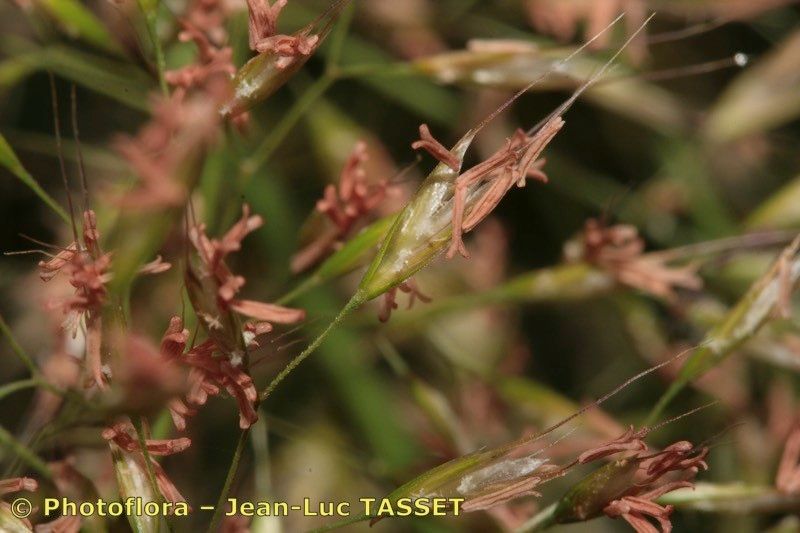 Taken Aug 15, 2008 by Photoflora - Jean-Luc TASSET (©)