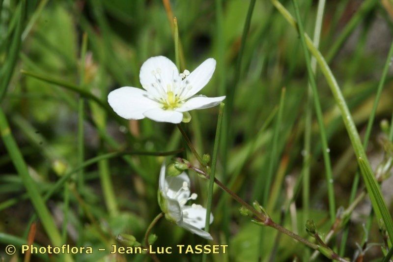 Taken Aug 15, 2007 by Photoflora - Jean-Luc TASSET (©)