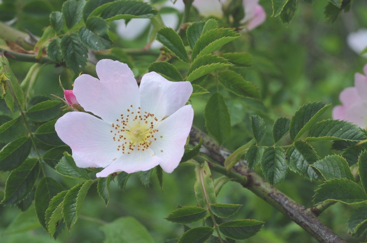 Taken Jul 15, 2014 by Tela Botanica − Françoise CARLE (cc-by-sa)