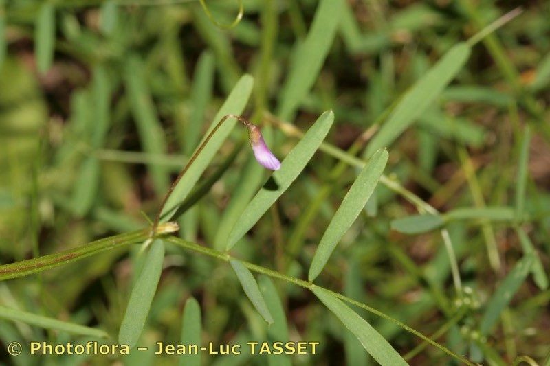 Taken Aug 15, 2008 by Photoflora - Jean-Luc TASSET (©)