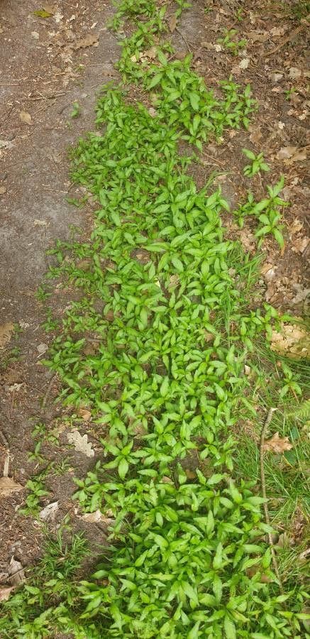 Marsh-pepper smartweed