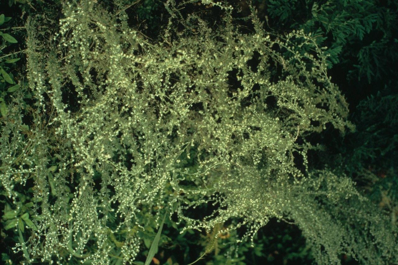 Taken Jan 1, 1900 by EOL − WVU Herbarium (cc-by-nc-sa)