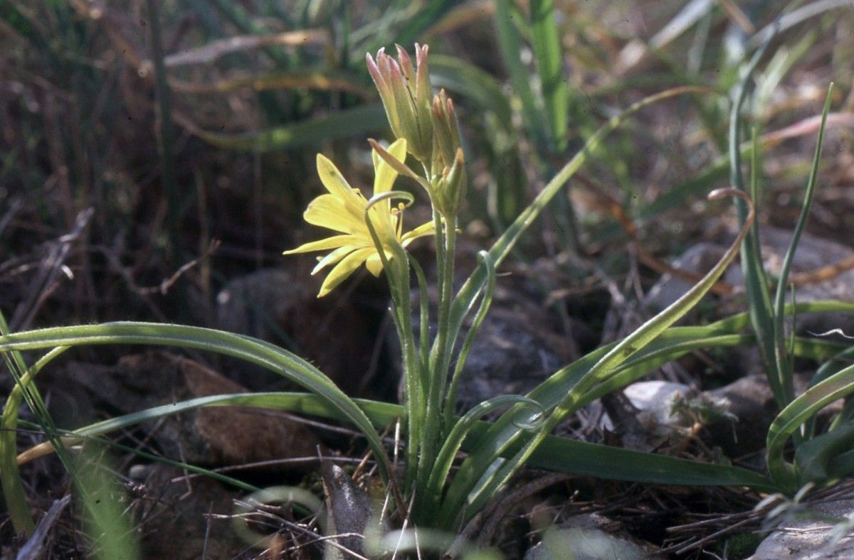 Taken Feb 12, 2004 by Tela Botanica − Liliane Roubaudi (cc-by-sa)