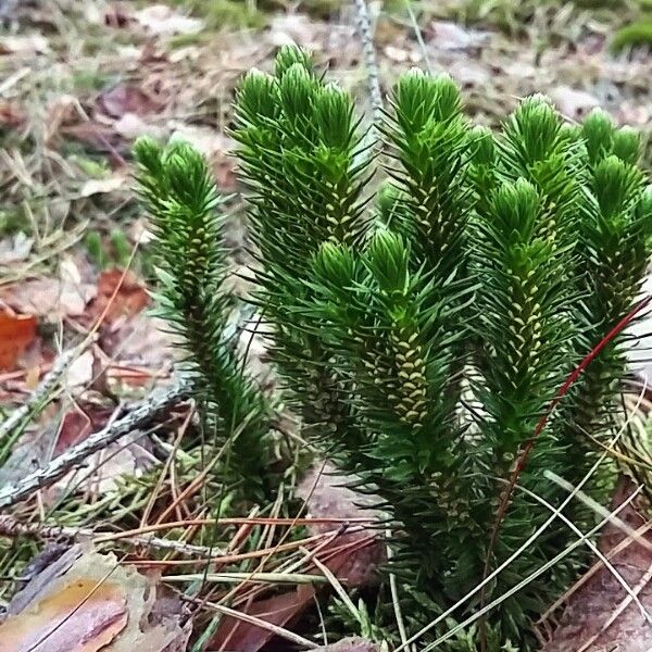 Northern fir-moss