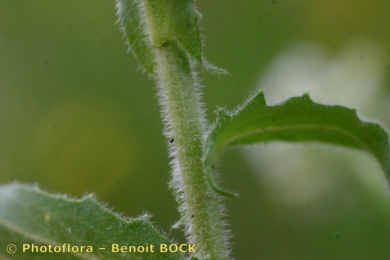 Taken May 15, 2006 by Photoflora - Benoit BOCK (©)