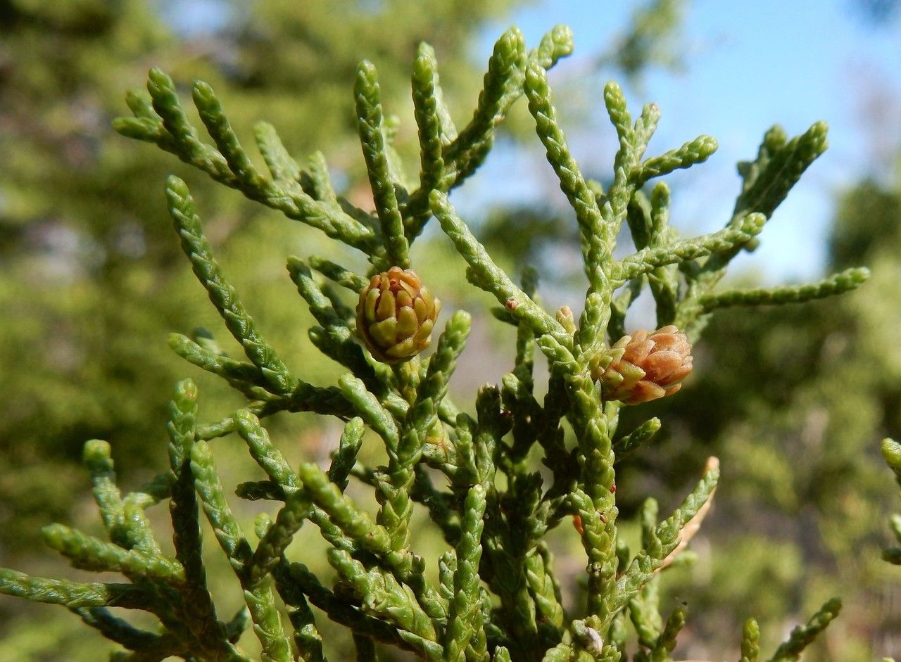 Juniperus pinchotii Sudw., Copper-berry juniper (World flora) - Pl ...