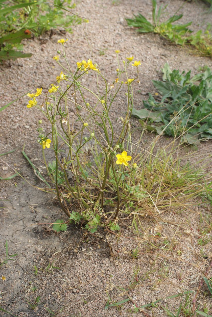 Hairy buttercup