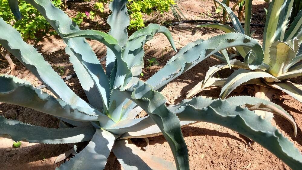 Agave gypsophila Gentry (世界植物區系) - Pl@ntNet identify