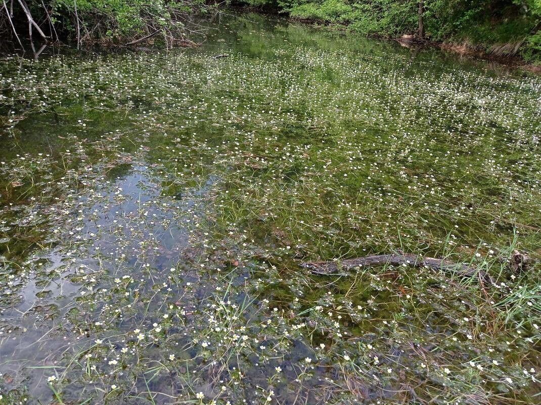 Water-crowfoot