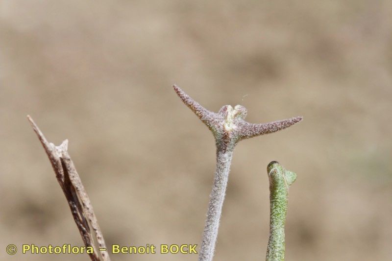 Taken May 15, 2016 by Photoflora - Benoit BOCK (©)