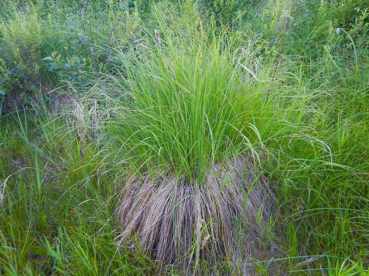 Plant Image 1