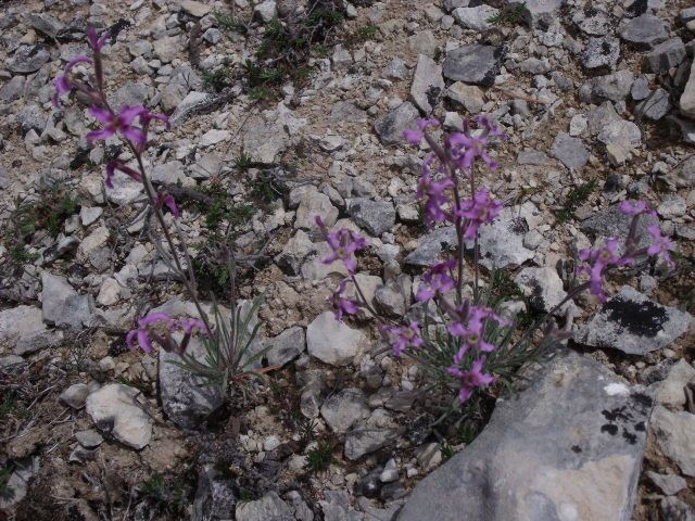 Taken May 15, 2014 by Tela Botanica − Marie-Françoise ILLAND (cc-by-sa)